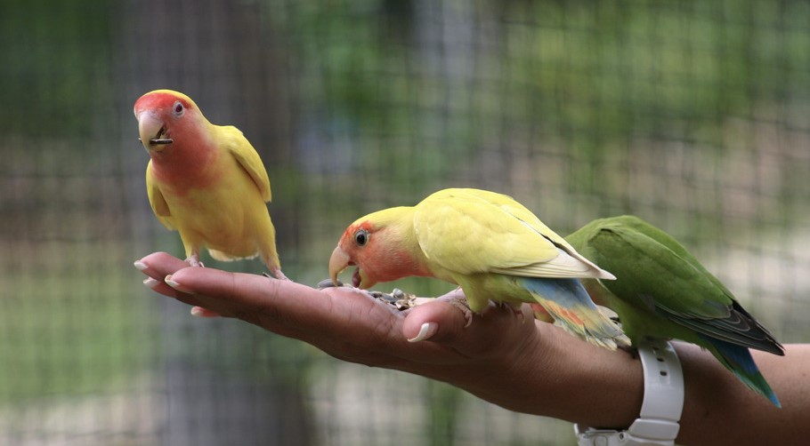 Agapornis en un brazo