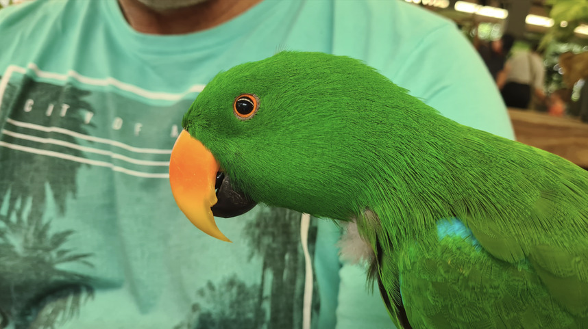 Loro verde
