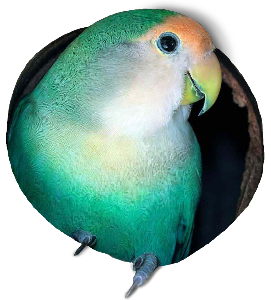 Agaporni