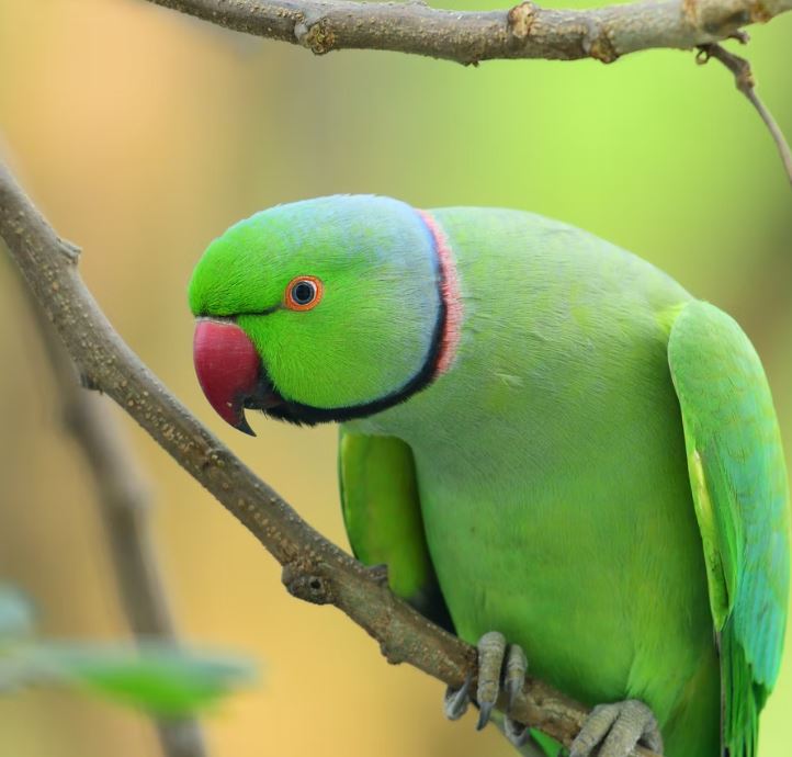Foto de un loro