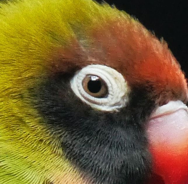 Foto de un loro