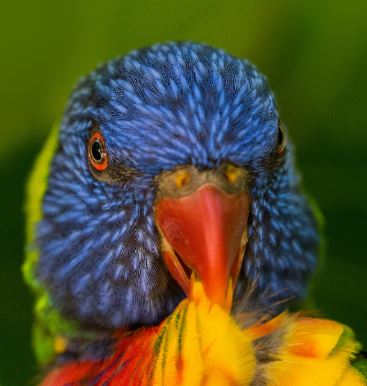 Foto de un loro