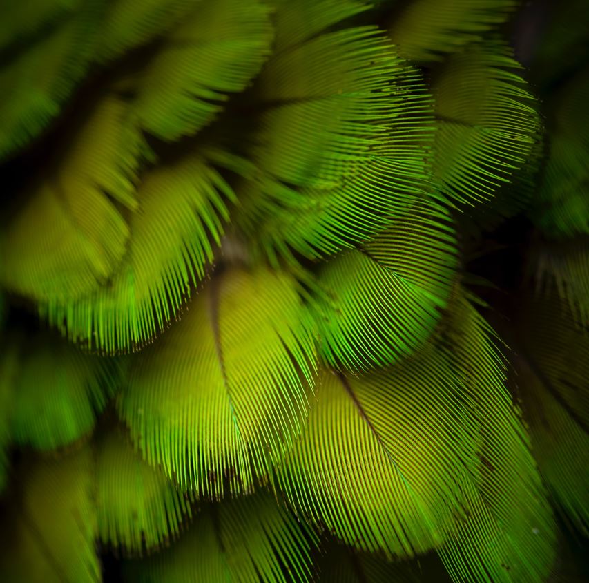 Plumas de loro