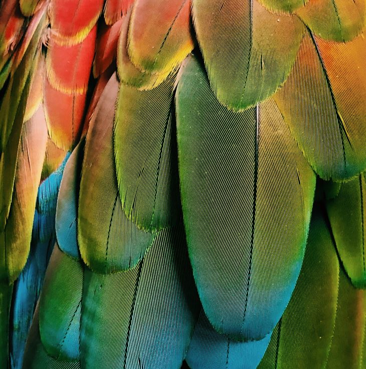 Plumas de loro