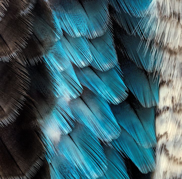 Plumas de loro