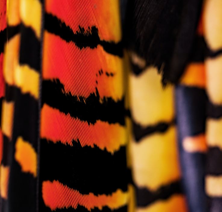 Plumas de loro