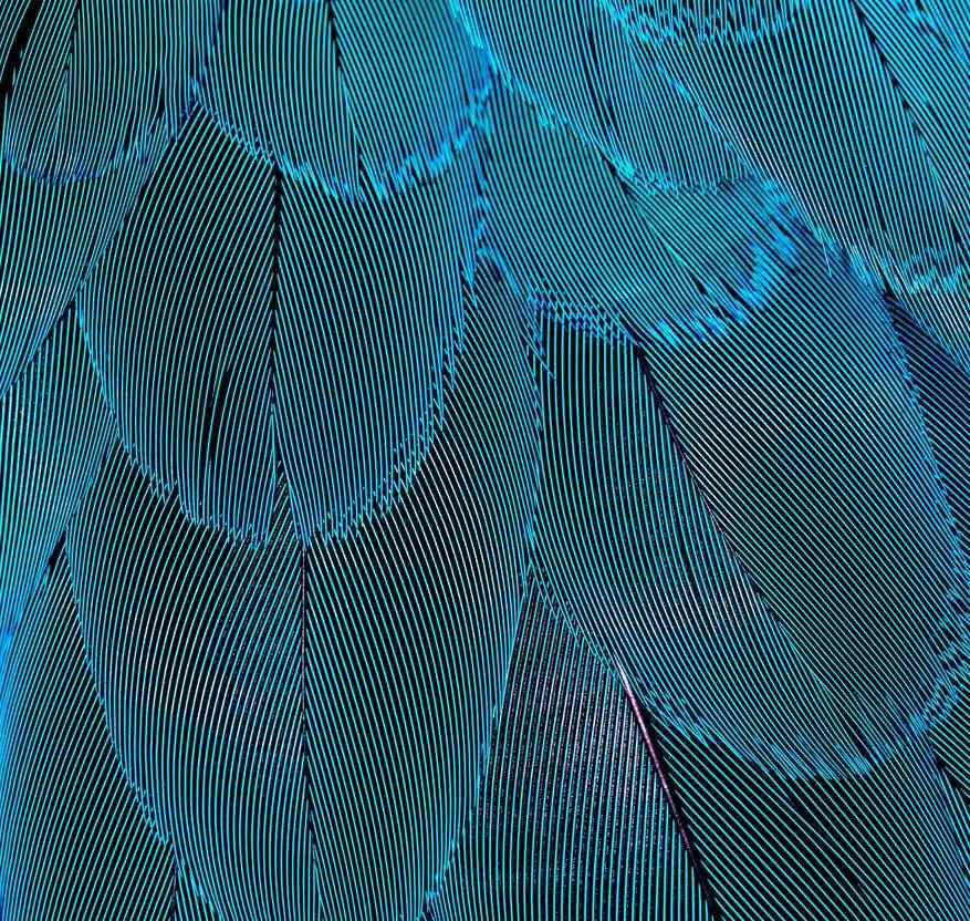 Plumas de loro