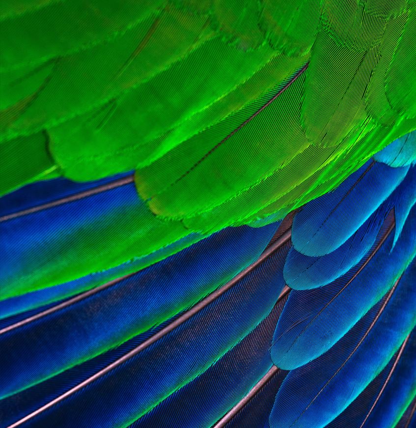 Plumas de loro