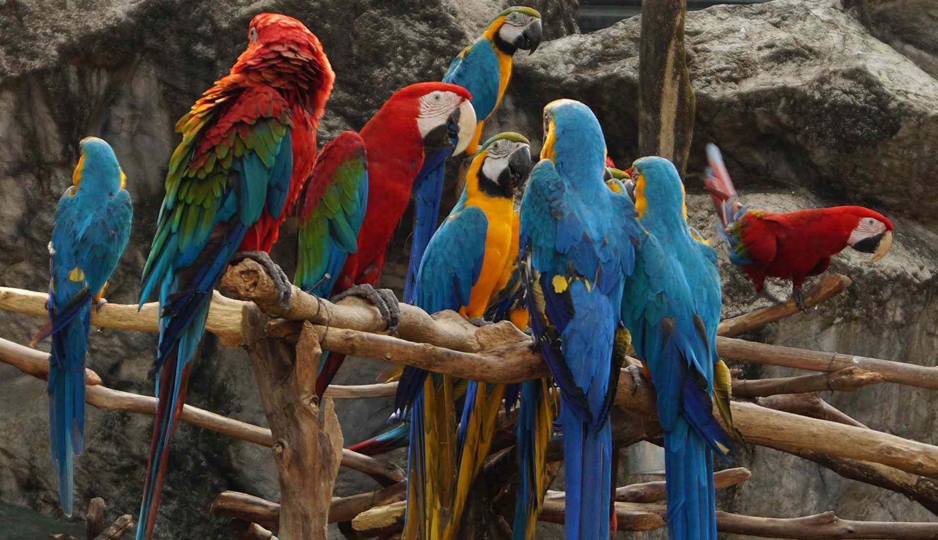 Grupo de guacamayos