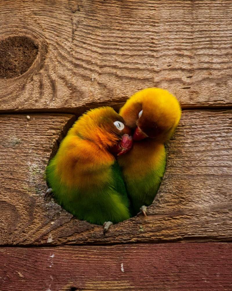 Pareja de agapornis