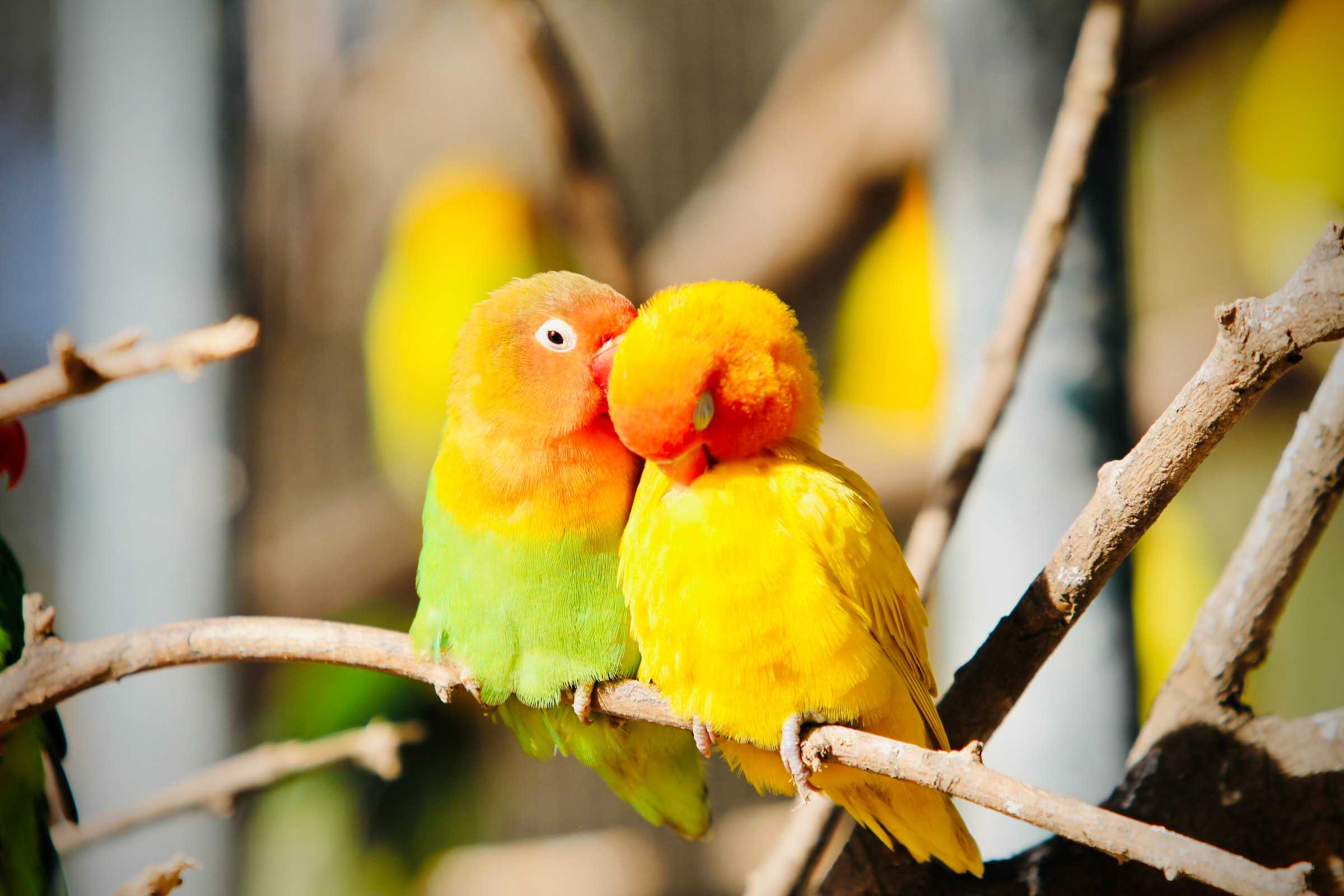 Pareja de loros