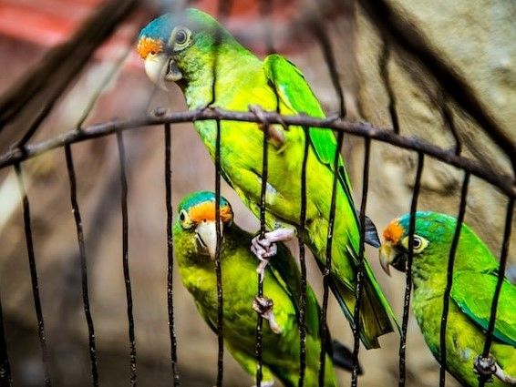 Loros enjaulados