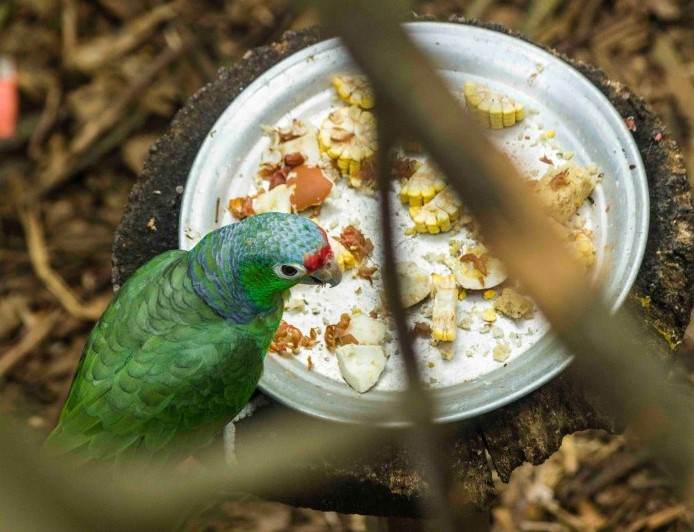 Loro comiendo