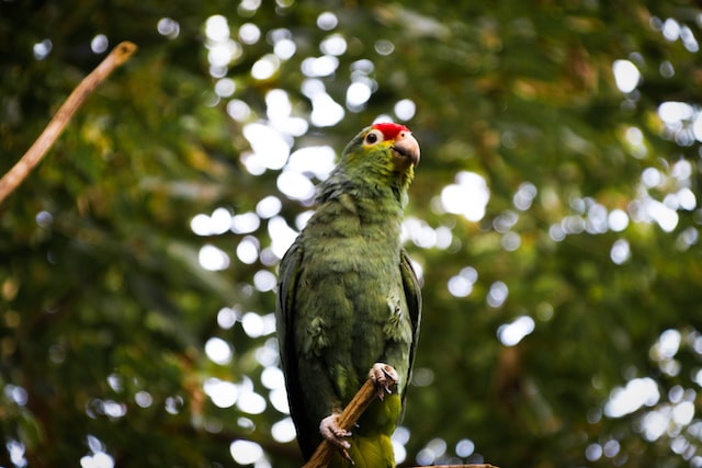 Loro en libertad
