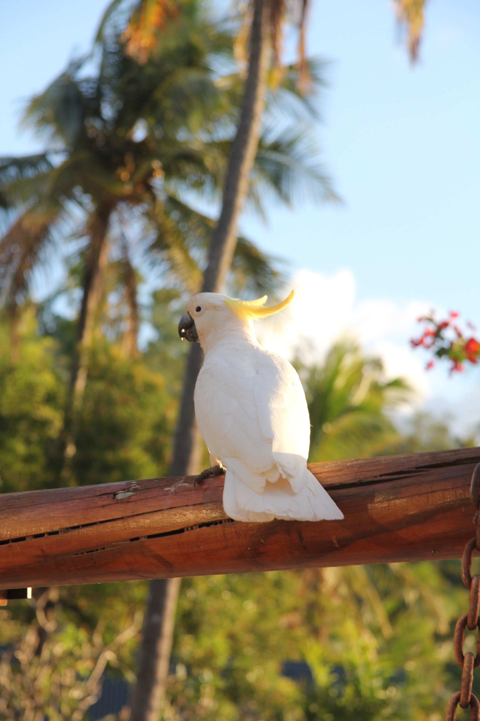 Cacatua