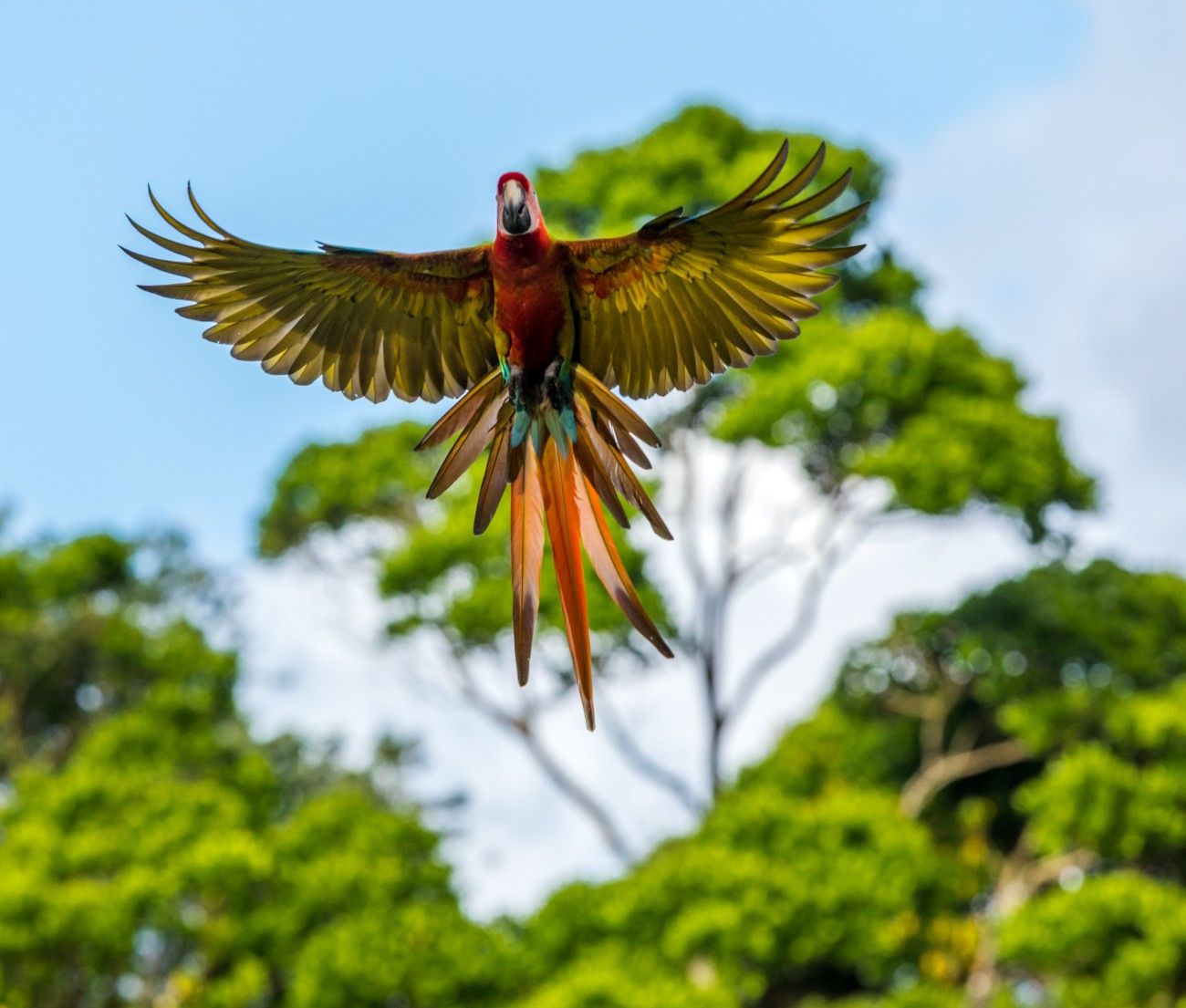 Guacamayo volando